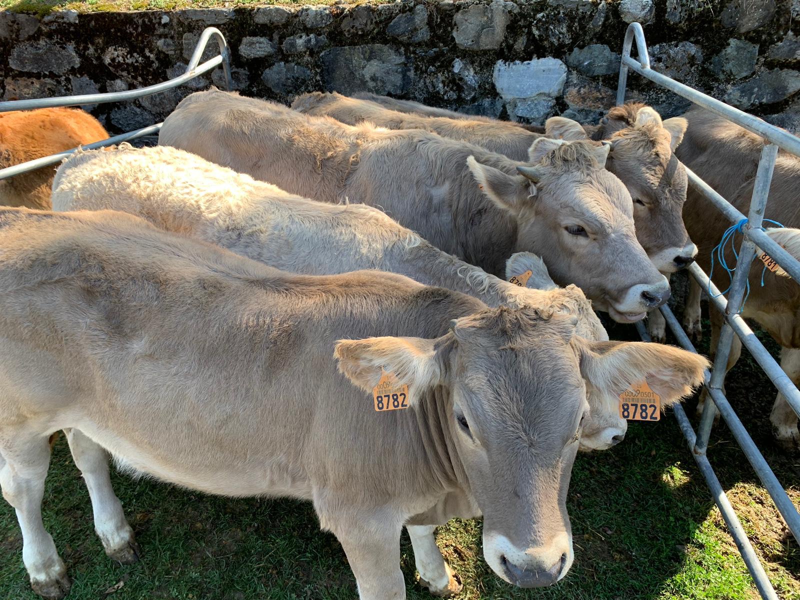 Vaques brunes dels Pirineus als corrals de la Fira del Bestiar de Ribes de Freser