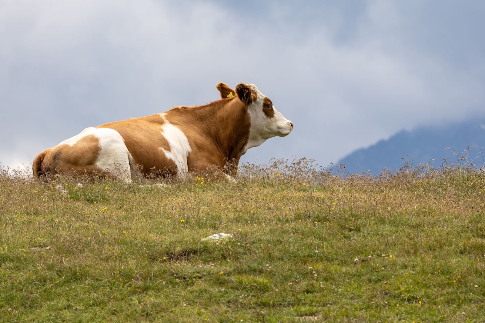 Vaca parda en un prado de montaña