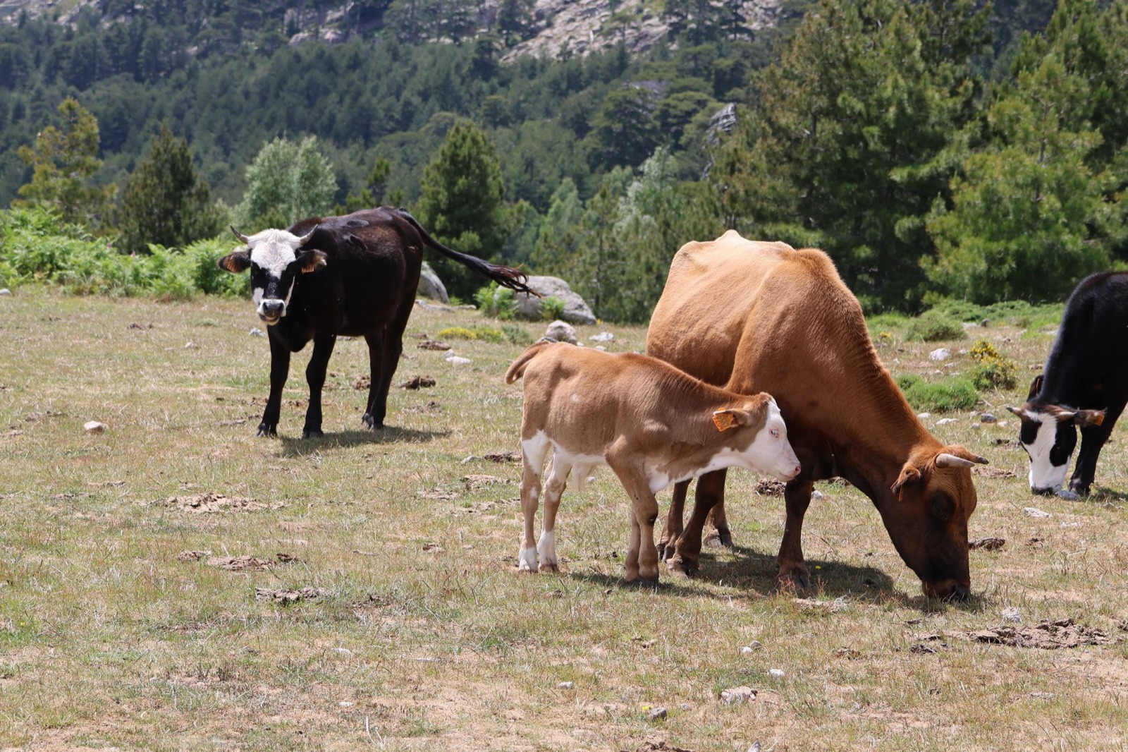 Vacas con ternero pastando