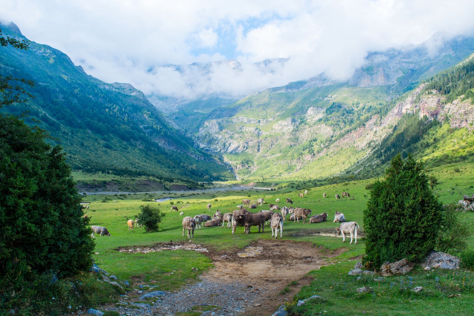 Vacas pastando en un valle del Pirineo